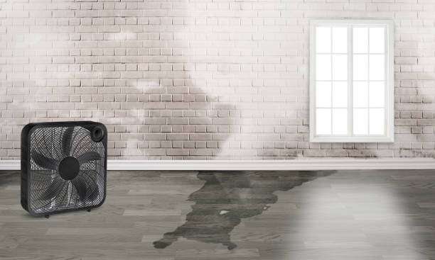 Best Mold removal after water damage  in Kirkland, IL